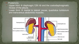 ➢ Posteriorly:
▪ Upper third  diaphragm,12th rib and the costodiaphragmatic
recess of the pleura.
▪ Lower third  medial to lateral: psoas, quadratus lumborum
and transversus abdominis muscles.
 