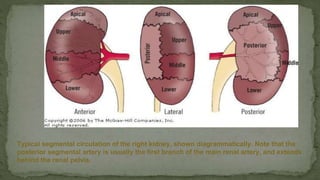 Typical segmental circulation of the right kidney, shown diagrammatically. Note that the
posterior segmental artery is usually the first branch of the main renal artery, and extends
behind the renal pelvis.
 