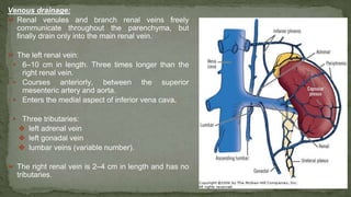 Venous drainage:
➢ Renal venules and branch renal veins freely
communicate throughout the parenchyma, but
finally drain only into the main renal vein.
➢ The left renal vein:
▪ 6–10 cm in length. Three times longer than the
right renal vein.
▪ Courses anteriorly, between the superior
mesenteric artery and aorta.
▪ Enters the medial aspect of inferior vena cava.
▪ Three tributaries:
❖ left adrenal vein
❖ left gonadal vein
❖ lumbar veins (variable number).
➢ The right renal vein is 2–4 cm in length and has no
tributaries.
 