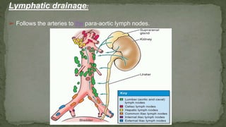 Lymphatic drainage:
➢ Follows the arteries to the para-aortic lymph nodes.
 