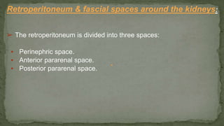 Retroperitoneum & fascial spaces around the kidneys:
➢ The retroperitoneum is divided into three spaces:
▪ Perinephric space.
▪ Anterior pararenal space.
▪ Posterior pararenal space.
 