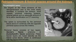 the largest of the three divisions of the
retroperitoneum and is the most easily
identified. It contains the kidneys, renal
vessels, proximal collecting systems,
adrenal glands and an adequate amount of
fat to allow identification on CT scanning
The space is surrounded by the perirenal
fascia and is in continuity with the opposite
perirenal space across the midline.
Perirenal fascia consists of two layers:
Gerota’s fascia anteriorly &
Zuckerkandl’s fascia posteriorly. These
fascial layers are fused laterally as the
lateral conal fascia, which is continuous
with the fascia transversalis.
Retroperitoneum & fascial spaces around the kidneys
 