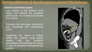 ➢ Anterior pararenal space:
▪ Lies anterior to the anterior renal
fascia and behind the posterior
peritoneum. It is continuous across
the midline.
▪ Contains the pancreas, duodenum
and ascending and descending
colon.
▪ Superiorly, the space is limited
where the anterior renal fascia
blends with the posterior
peritoneum, but inferiorly the space
is open to the pelvic extraperitoneal
spaces.
Retroperitoneum & fascial spaces around the kidneys
 