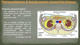➢ Posterior pararenal space:
▪ Lies posterior to the posterior
renal fascia and anterior to the
muscles of the posterior
abdominal wall.
▪ This is limited medially by the
attachment of the renal fascia to
the psoas muscle, but is
continuous laterally with the
extraperitoneal fatty tissue
(properitoneal fat plane) deep to
the transversalis fascia.
▪ It contains only fat
Retroperitoneum & fascial spaces around the kidneys
 
