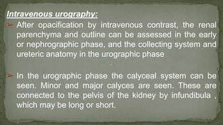 Intravenous urography:
➢ After opacification by intravenous contrast, the renal
parenchyma and outline can be assessed in the early
or nephrographic phase, and the collecting system and
ureteric anatomy in the urographic phase
➢ In the urographic phase the calyceal system can be
seen. Minor and major calyces are seen. These are
connected to the pelvis of the kidney by infundibula ,
which may be long or short.
 