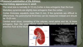 Ultrasound examination of the kidneys:
Normal kidney appearance in adult:
➢ The renal size is normally 9–12 cm,Cortex is less echogenic than the liver.
➢ Medullary pyramids are slightly less echogenic than the cortex.
➢ Cortex thickness equals/is more than 6 mm, If the pyramids are difficult to
differentiate, the parenchymal thickness can be measured instead and should
be 15-20 mm.
➢ Central renal sinus, consisting of the calyces, renal pelvis and fat, is more
echogenic than the cortex,Renal pelvis may appear as a central slit of
anechoic fluid at the hilum
 