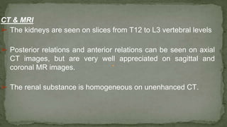 CT & MRI
➢ The kidneys are seen on slices from T12 to L3 vertebral levels
➢ Posterior relations and anterior relations can be seen on axial
CT images, but are very well appreciated on sagittal and
coronal MR images.
➢ The renal substance is homogeneous on unenhanced CT.
 