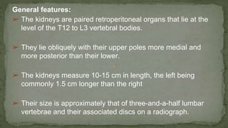 General features:
➢ The kidneys are paired retroperitoneal organs that lie at the
level of the T12 to L3 vertebral bodies.
➢ They lie obliquely with their upper poles more medial and
more posterior than their lower.
➢ The kidneys measure 10-15 cm in length, the left being
commonly 1.5 cm longer than the right
➢ Their size is approximately that of three-and-a-half lumbar
vertebrae and their associated discs on a radiograph.
 