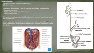 ➢ lateral
General features:
➢ Retroperitoneal and extraperitoneal structure.
➢ 25–30 cm long.
➢ Diameter of approximately 3 mm but has three ‘functionally’ narrow regions:
▪ Pelviureteric junction.
▪ As the ureter crosses bony pelvic brim.
▪ Vesicouretric junction.
➢ The ureter enters the pelvis at the bifurcation of the common iliac artery anterior to
the sacroiliac joint.
➢ It then lies on the lateral wall of the pelvis in front of the internal iliac artery to a
point just anterior to the ischial spine, where it turns forwards and medially to enter
the bladder
 