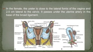 ➢ In the female, the ureter is close to the lateral fornix of the vagina and
2.5 cm lateral to the cervix. It passes under the uterine artery in the
base of the broad ligament.
 