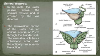 General features:
➢ In the male, the ureter
passes above the
seminal vesicle and is
crossed by the vas
deferens
➢ The intravesical portion
of the ureter has an
oblique course of 2 cm
through the bladder wall.
The vesical muscle has a
sphincteric action and
the obliquity has a valve-
like action.
 