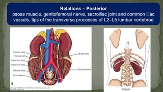Relations – Posterior
psoas muscle, genitofemoral nerve, sacroiliac joint and common iliac
vessels, tips of the transverse processes of L2–L5 lumbar vertebrae
 