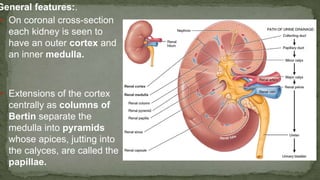 General features:.
➢ On coronal cross-section
each kidney is seen to
have an outer cortex and
an inner medulla.
➢ Extensions of the cortex
centrally as columns of
Bertin separate the
medulla into pyramids
whose apices, jutting into
the calyces, are called the
papillae.
 