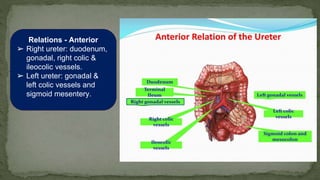 Relations - Anterior
➢ Right ureter: duodenum,
gonadal, right colic &
ileocolic vessels.
➢ Left ureter: gonadal &
left colic vessels and
sigmoid mesentery.
 