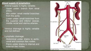 Blood supply & lymphatics:
➢ Arterial supply is highly variable:
▪ Upper ureter: branch from renal
artery.
▪ Mid ureter: small medial branches
from the aorta.
▪ Lower ureter: small branches from
the superior and inferior vesical,
middle rectal and uterine arteries.
➢ Venous drainage is highly variable
and not defined.
➢ Lymphatic drainage:
▪ Abdominal ureter drains to aorto-
caval and common iliac nodes.
▪ Pelvic ureter drains to internal and
external iliac nodes.
 