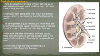 Pelvicalyceal arrangement:
➢ There are usually seven pairs of minor calyces, each
pair having an anterior and a posterior calyx, although
there is wide variation
➢ Minor calyx pairs combine to form two or three major
calyces, which in turn drain via their infundibula to the
pelvis.
➢ This arrangement is quite variable, but when there are
two infundibula these usually drain four pairs of calyces
from the upper pole and three pairs from the lower.
➢ When there are three infundibula there are usually
three pairs of upper pole calyces, and two sets of two
pairs of calyces draining the midpolar region and lower
pole.
➢ A simple calyx has one papilla indenting it; a
compound calyx has more than one.
 