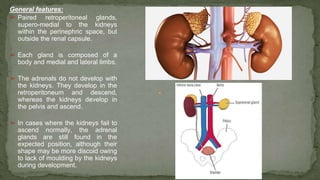 General features:
➢ Paired retroperitoneal glands,
supero-medial to the kidneys
within the perinephric space, but
outside the renal capsule.
➢ Each gland is composed of a
body and medial and lateral limbs.
➢ The adrenals do not develop with
the kidneys. They develop in the
retroperitoneum and descend,
whereas the kidneys develop in
the pelvis and ascend.
➢ In cases where the kidneys fail to
ascend normally, the adrenal
glands are still found in the
expected position, although their
shape may be more discoid owing
to lack of moulding by the kidneys
during development.
 