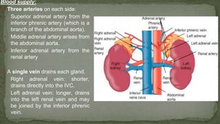 Blood supply:
➢ Three arteries on each side:
▪ Superior adrenal artery from the
inferior phrenic artery (which is a
branch of the abdominal aorta).
▪ Middle adrenal artery arises from
the abdominal aorta.
▪ Inferior adrenal artery from the
renal artery
➢ A single vein drains each gland.
▪ Right adrenal vein: shorter,
drains directly into the IVC.
▪ Left adrenal vein: longer, drains
into the left renal vein and may
be joined by the inferior phrenic
vein.
 
