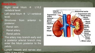 Renal hilum:
➢ Right renal hilum  L1/L2
vertebral level.
➢ Left renal hilum  L1 vertebral
level.
➢ Structures from anterior to
posterior:
• Renal vein.
• Renal artery.
• Renal pelvis.
➢ The artery may branch early and
a posterior arterial branch may
enter the hilum posterior to the
pelvis.
➢ Lymph vessels and nerves also
 