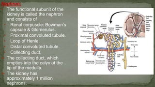 Nephron:
• The functional subunit of the
kidney is called the nephron
and consists of
• Renal corpuscle: Bowman’s
capsule & Glomerulus.
• Proximal convoluted tubule.
• Loop of Henle.
• Distal convoluted tubule.
• Collecting duct.
➢ The collecting duct, which
empties into the calyx at the
tip of the medulla.
➢ The kidney has
approximately 1 million
nephrons.
 