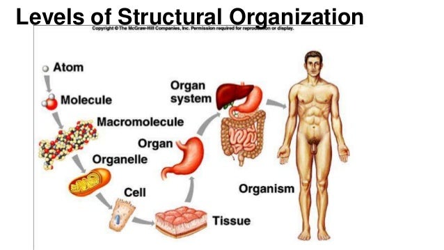 Anatomy and Physiology; Introduction to the human body Anatomy and Physiology; Introduction to the human body