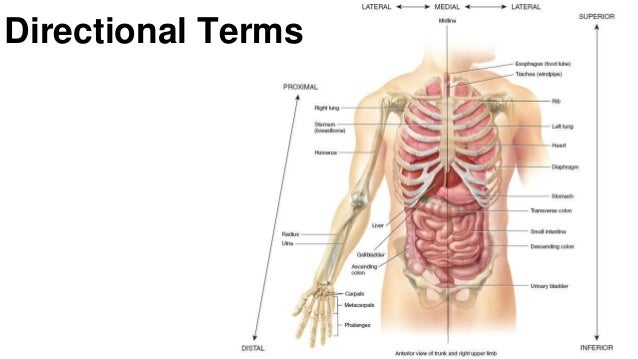 anatomy intorduction to the human body anatomy intorduction to the human body