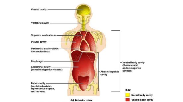 Anatomy and Physiology; Introduction to the human body