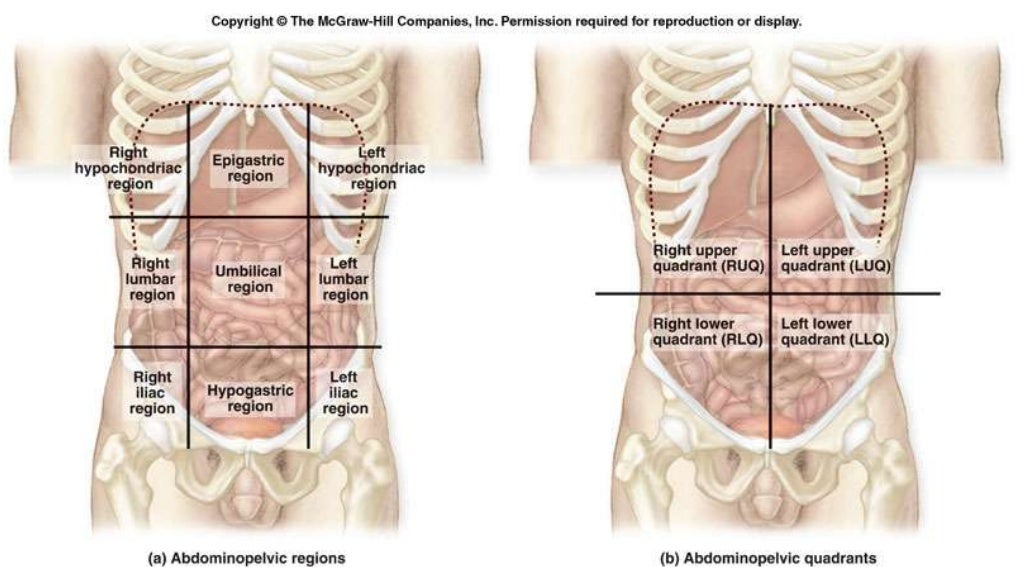 Anatomy and Physiology; Introduction to the human body