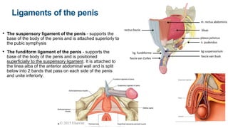 Ligaments of the penis
• The suspensory ligament of the penis - supports the
base of the body of the penis and is attached superiorly to
the pubic symphysis
• The fundiform ligament of the penis - supports the
base of the body of the penis and is positioned
superficially to the suspensory ligament. It is attached to
the linea alba of the anterior abdominal wall and is split
below into 2 bands that pass on each side of the penis
and unite inferiorly.
 