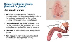 Greater vestibular glands
(Bartholin’s glands)
Are seen in women
• Bartholin’s glands - small, pea-shaped
mucous glands that lie posterior to the bulbs of
the vestibule on each side of the vaginal
opening, in the superficial perineal pouch
• The duct of each Bartholin’s gland opens
into the vestibule of the perineum, along the
posterolateral margin of the vaginal opening
• Function: to produce secretion during sexual
arousal
• Homologue in men : bulbo-urethral gland
(located in the deep perineal pouch)
 