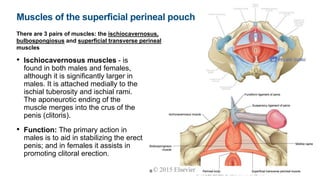 Anatomy VI.pptx