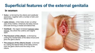 Superficial features of the external genitalia
In women
• Vulva - is formed by the clitoris and vestibular
apparatus, together with a number of skin and
tissue folds.
• Labia minora - 2 thin folds of skin on either
side of the midline. Anteriorly the labia minora
bifurcate forming a medial and lateral fold.
• Vestibule - the region enclosed between labia
minora, into which the urethra and vagina
open.
• The frenulum of the clitoris - is formed by
uniting the medial folds of the labia minora and
joins the glans clitoris.
• The prepuce of the clitoris (hood) - is formed
by uniting the lateral folds of the labia minora
over the glans clitoris and the body of the
clitoris
 