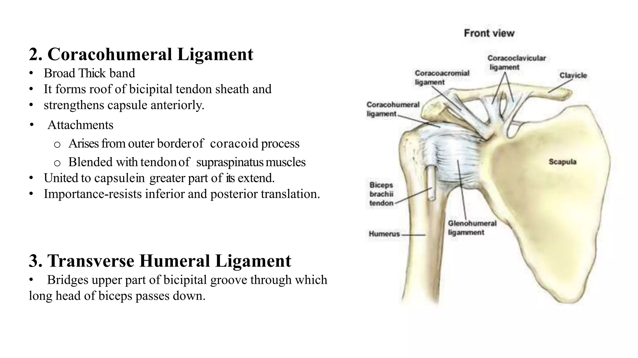 2. Coracohumeral Ligament
• Broad Thick band
• It forms roof of bicipital tendon sheath and
• strengthens capsule anteriorly.
• Attachments
o Arisesfrom outer borderof coracoid process
o Blended with tendonof supraspinatusmuscles
• United to capsulein greater part of its extend.
• Importance-resists inferior and posterior translation.
3. Transverse Humeral Ligament
• Bridges upper part of bicipital groove through which
long head of biceps passes down.
 
