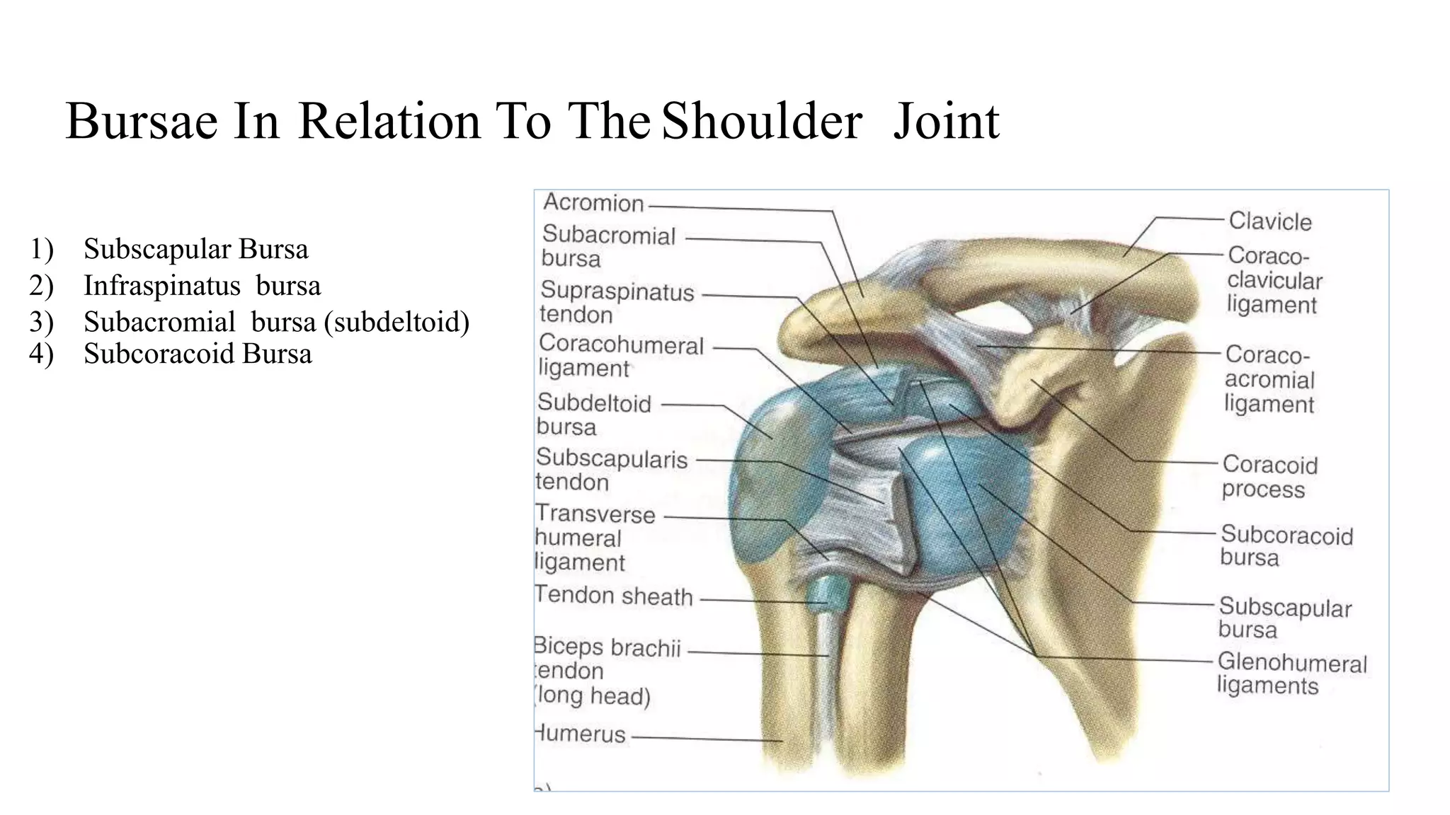 Anatomy And Xrays Of Shoulder Joint PPTX