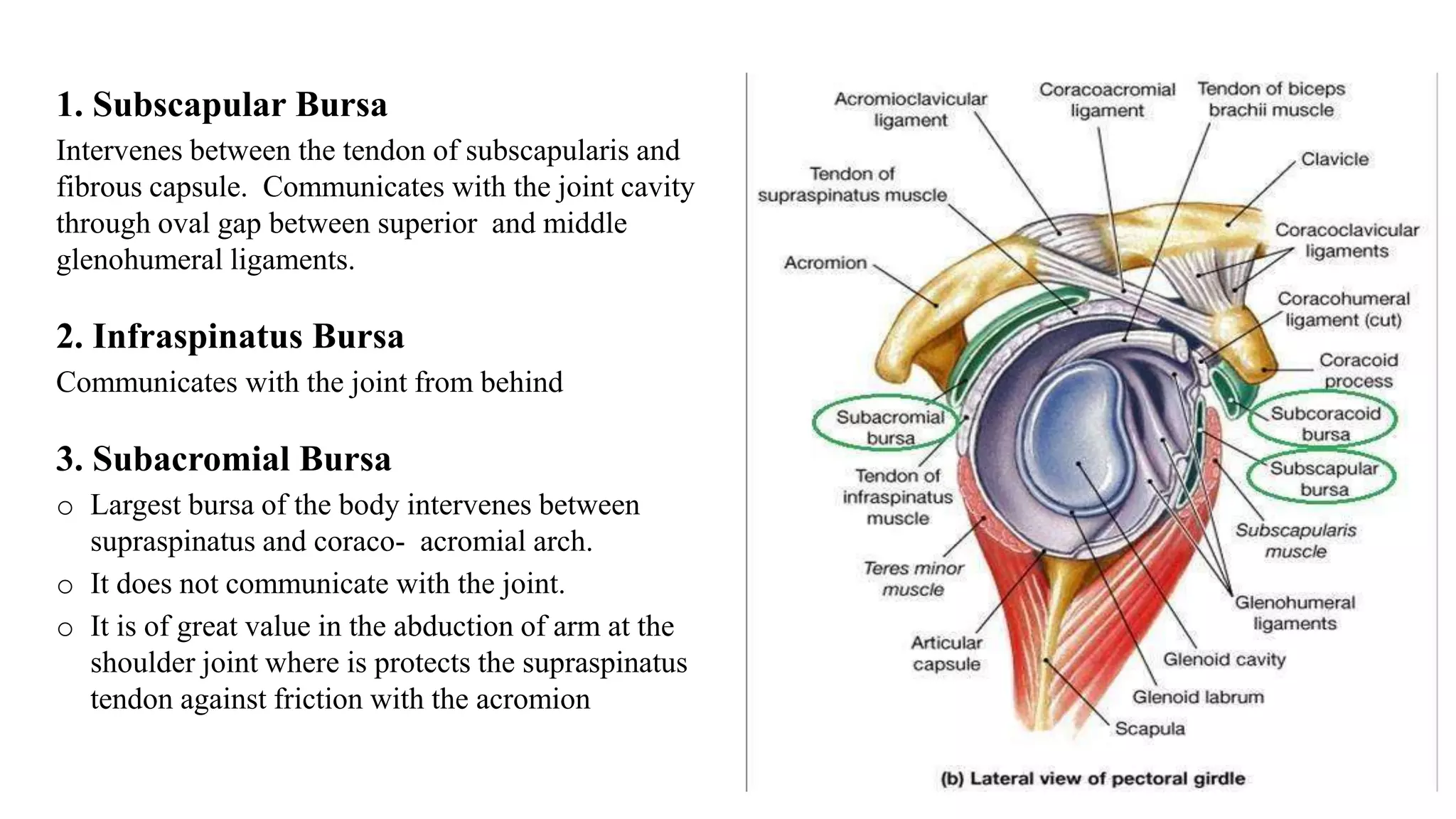 1. Subscapular Bursa
Intervenes between the tendon of subscapularis and
fibrous capsule. Communicates with the joint cavity
through oval gap between superior and middle
glenohumeral ligaments.
2. Infraspinatus Bursa
Communicates with the joint from behind
3. Subacromial Bursa
o Largest bursa of the body intervenes between
supraspinatus and coraco- acromial arch.
o It does not communicate with the joint.
o It is of great value in the abduction of arm at the
shoulder joint where is protects the supraspinatus
tendon against friction with the acromion
 