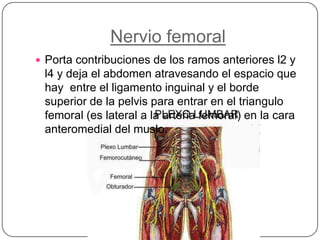 Nervio femoralPorta contribuciones de los ramos anteriores l2 y l4 y deja el abdomen atravesando el espacio que hay  entre el ligamento inguinal y el borde superior de la pelvis para entrar en el triangulo femoral (es lateral a la arteria femoral) en la cara anteromedial del muslo.