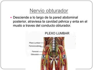 Nervio obturadorDesciende a lo largo de la pared abdominal posterior, atraviesa la cavidad pélvica y enta en el muslo a traves del conducto obturador.