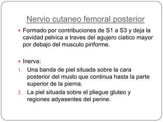 Nervio cutaneo femoral posteriorFormado por contribuciones de S1 a S3 y deja la cavidad pelvica a traves del agujero ciatico mayor por debajo del musculo piriforme. Inerva:Una banda de piel situada sobre la cara posterior del muslo que continua hasta la parte superior de la pierna.La piel situada sobre el pliegue gluteo y regiones adyasentes del perine.