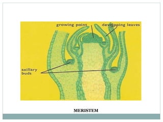 MERISTEM
 
