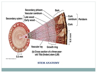 STEM ANATOMY
 