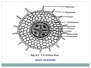ROOT ANATOMY
 