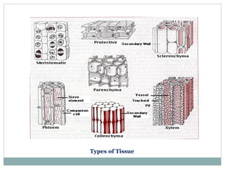 Types of Tissue
 