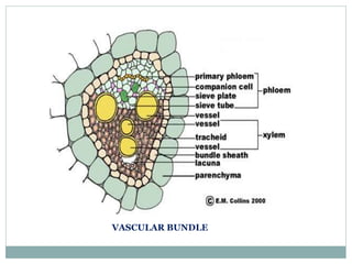 VASCULAR BUNDLE
 