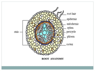 ROOT ANATOMY
 