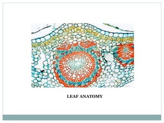 LEAF ANATOMY
 