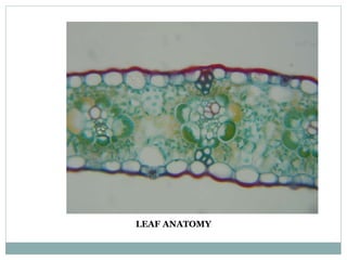 LEAF ANATOMY
 