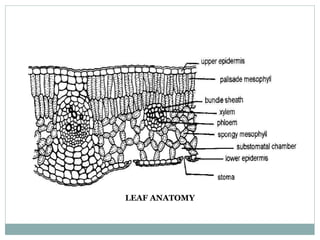 LEAF ANATOMY
 