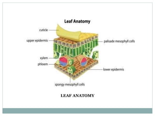 LEAF ANATOMY
 