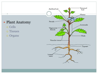 .
 Plant Anatomy
 Cells
 Tissues
 Organs
 