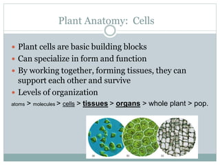 Plant Anatomy: Cells
 Plant cells are basic building blocks
 Can specialize in form and function
 By working together, forming tissues, they can
support each other and survive
 Levels of organization
atoms > molecules > cells > tissues > organs > whole plant > pop.
 
